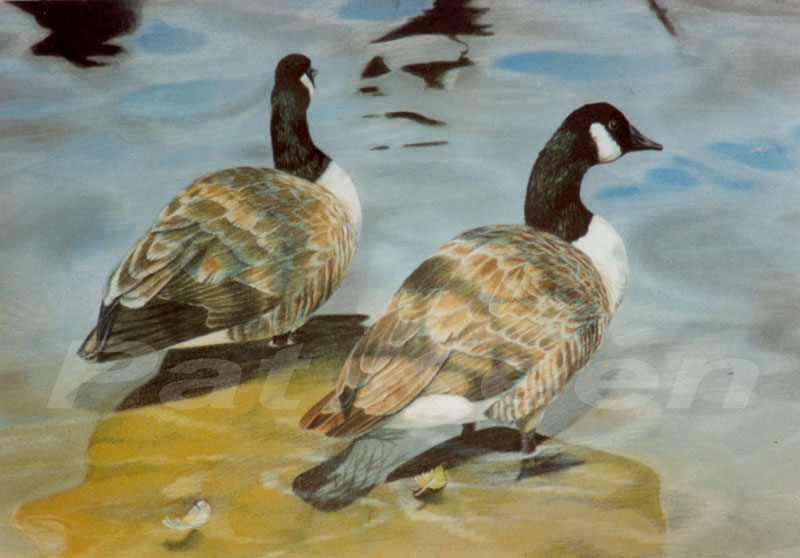 Canada geese