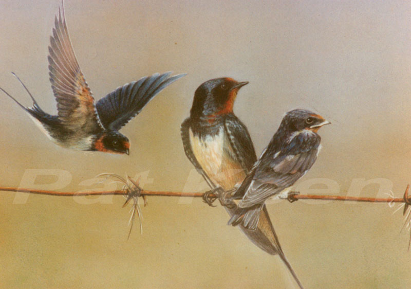 swallows