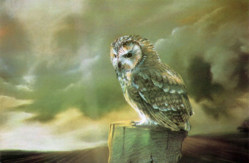 Tawny owl